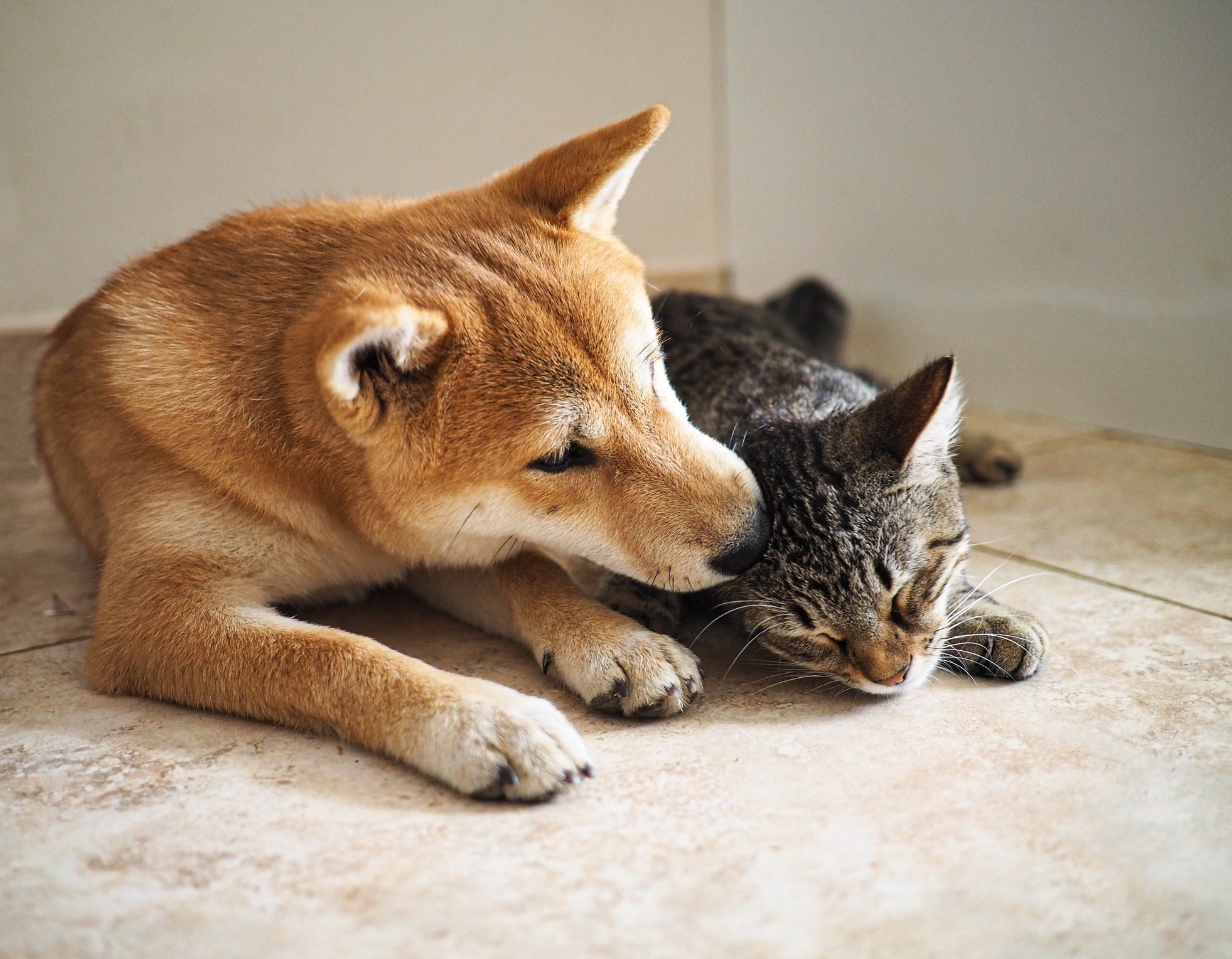 以平和方式將新貓介紹給愛犬